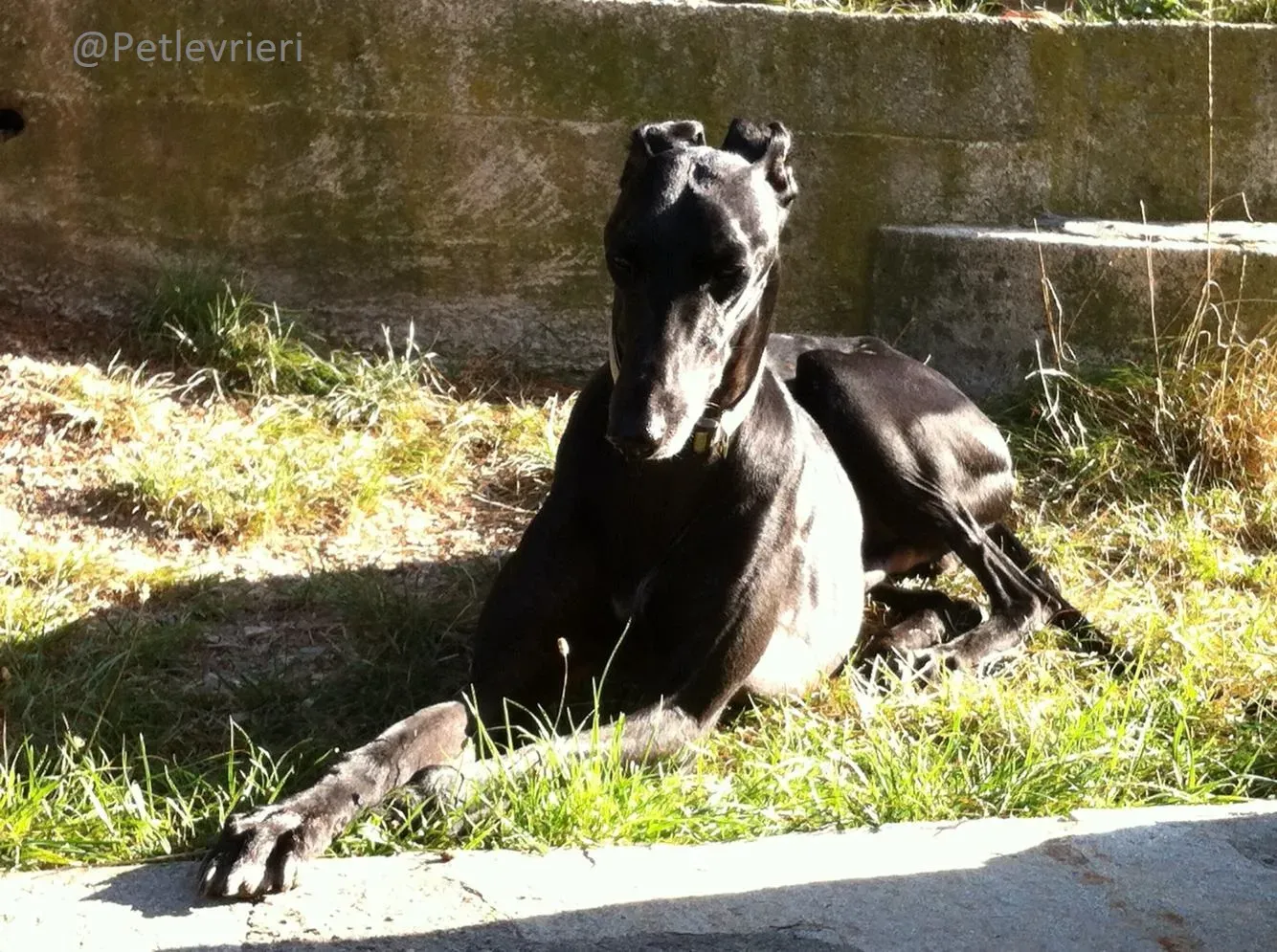 Rond Petlevrieri Adozione Levrieri Foster 1 1