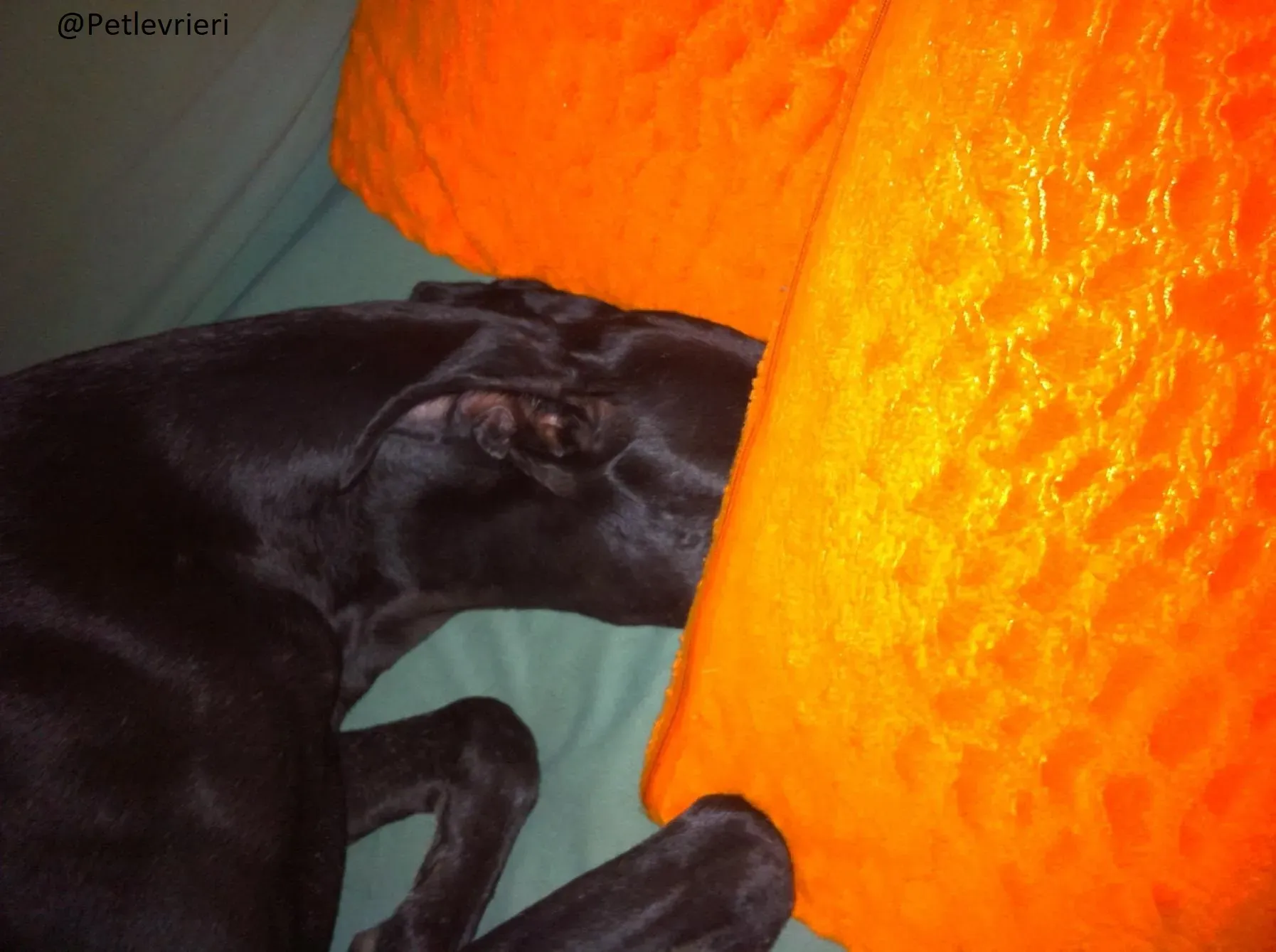 Rond Petlevrieri Adozione Levrieri Foster 10