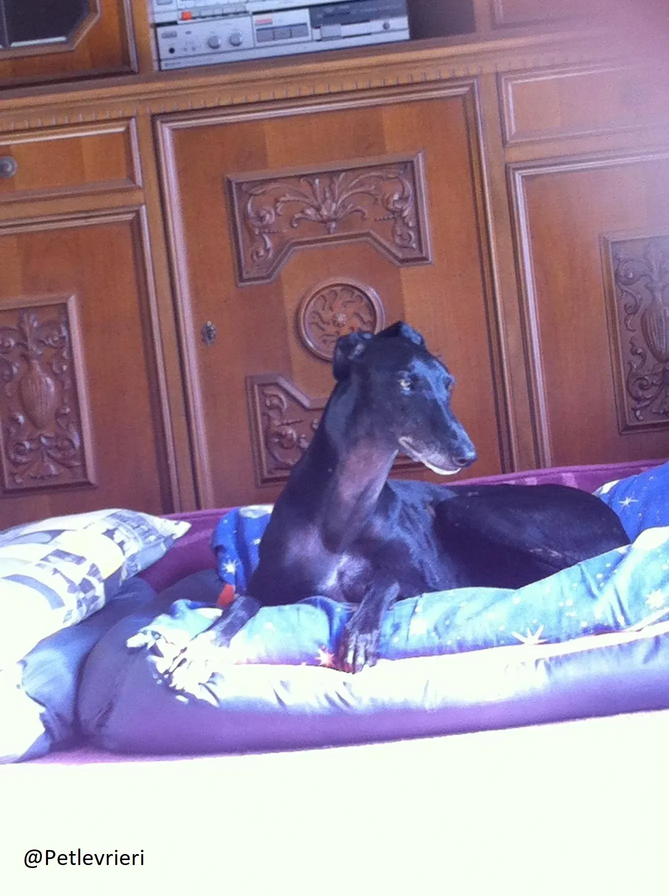 Rond Petlevrieri Adozione Levrieri Foster 11