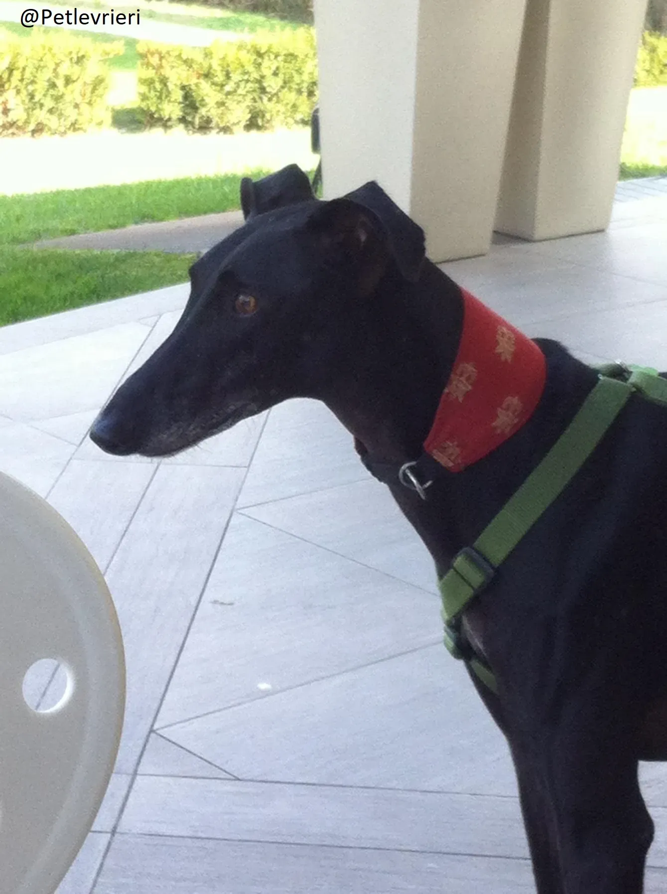 Rond Petlevrieri Adozione Levrieri Foster 12