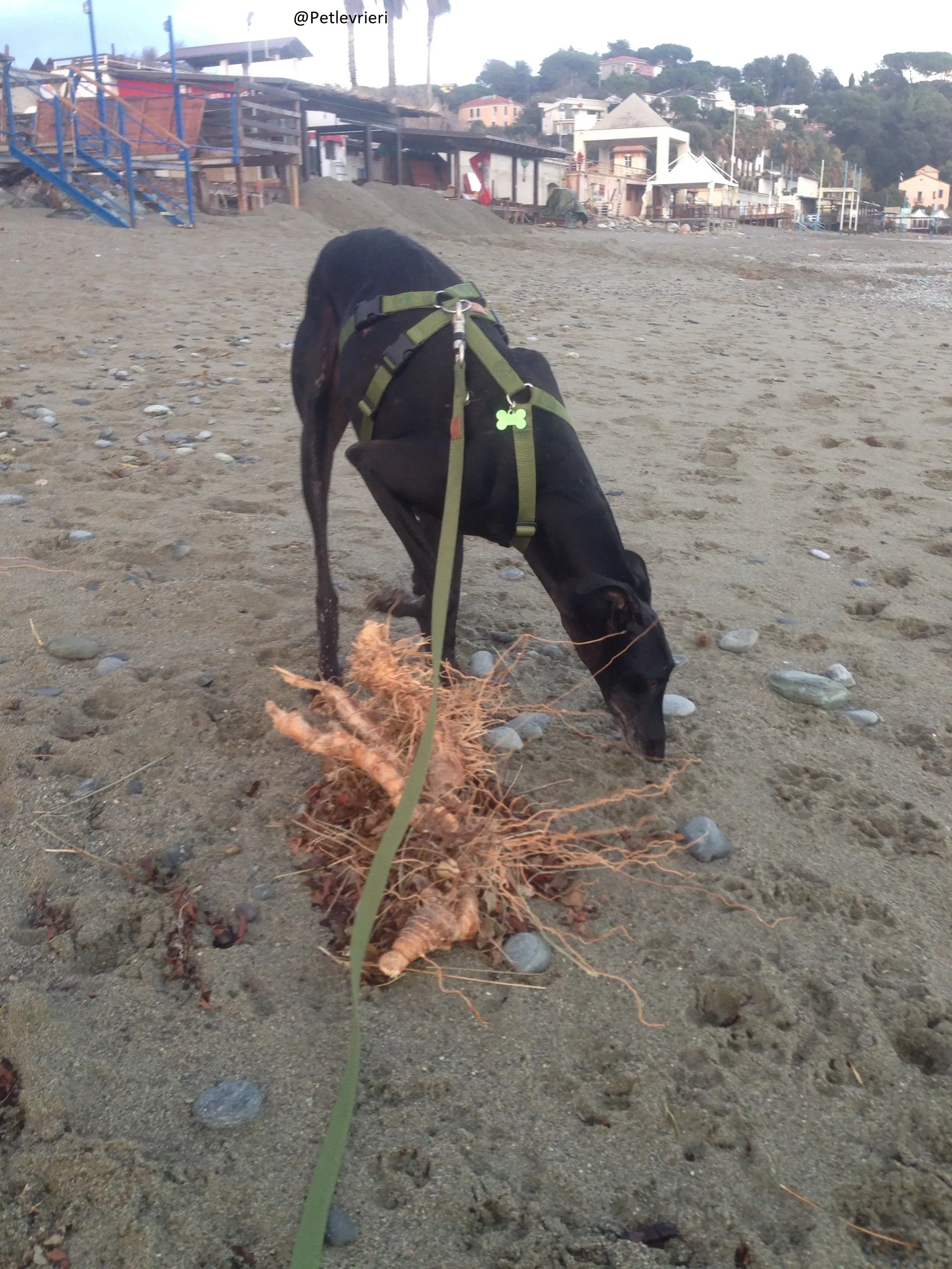 Rond Petlevrieri Adozione Levrieri Foster 13