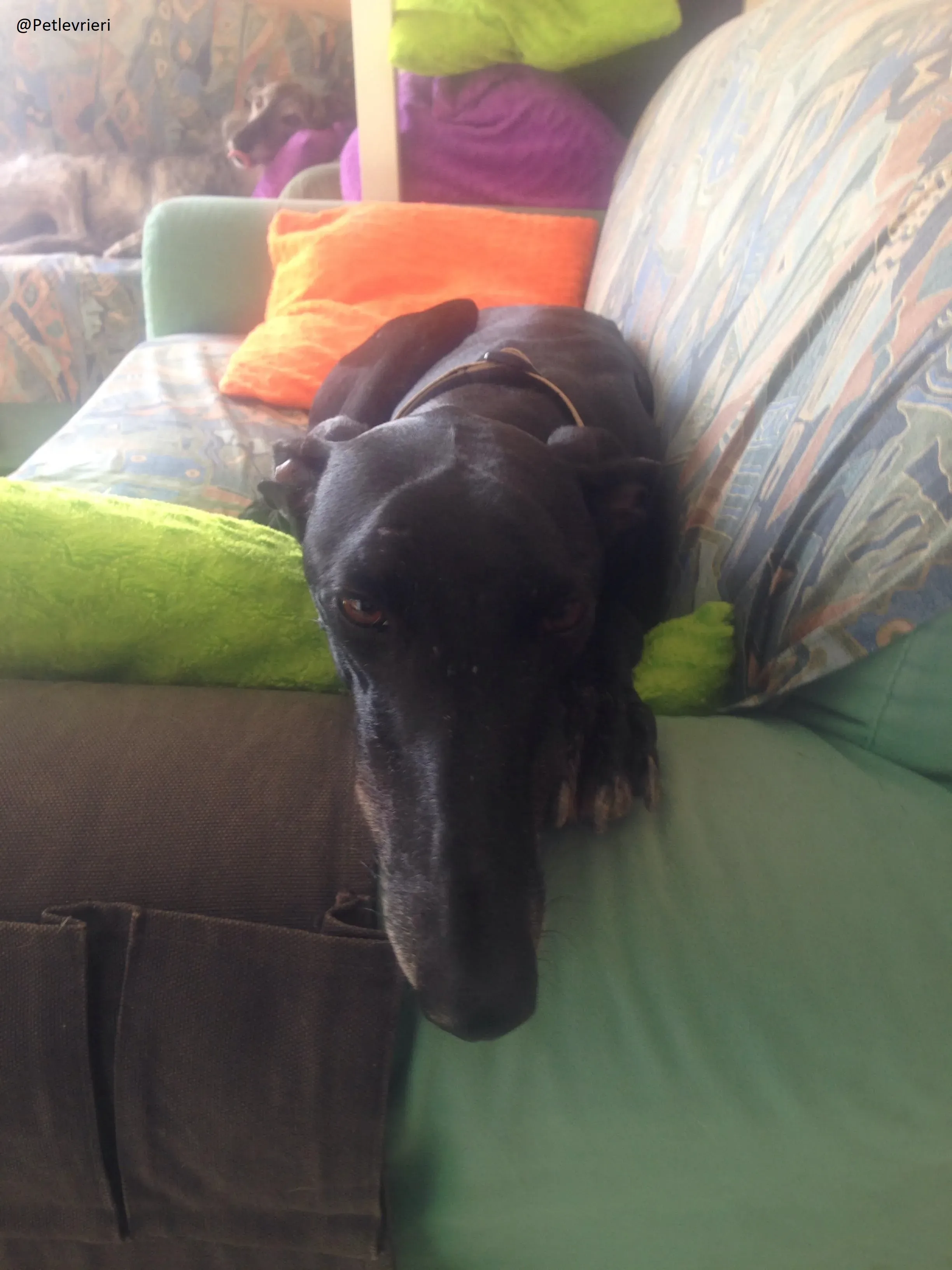 Rond Petlevrieri Adozione Levrieri Foster 14