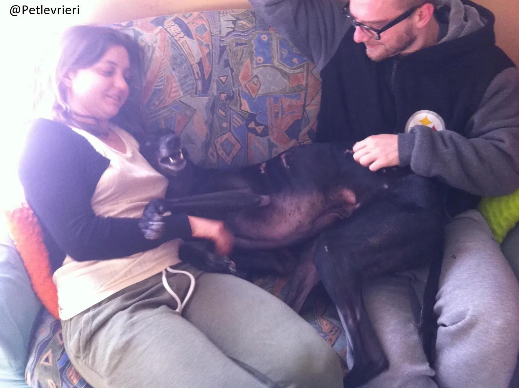 Rond Petlevrieri Adozione Levrieri Foster 15