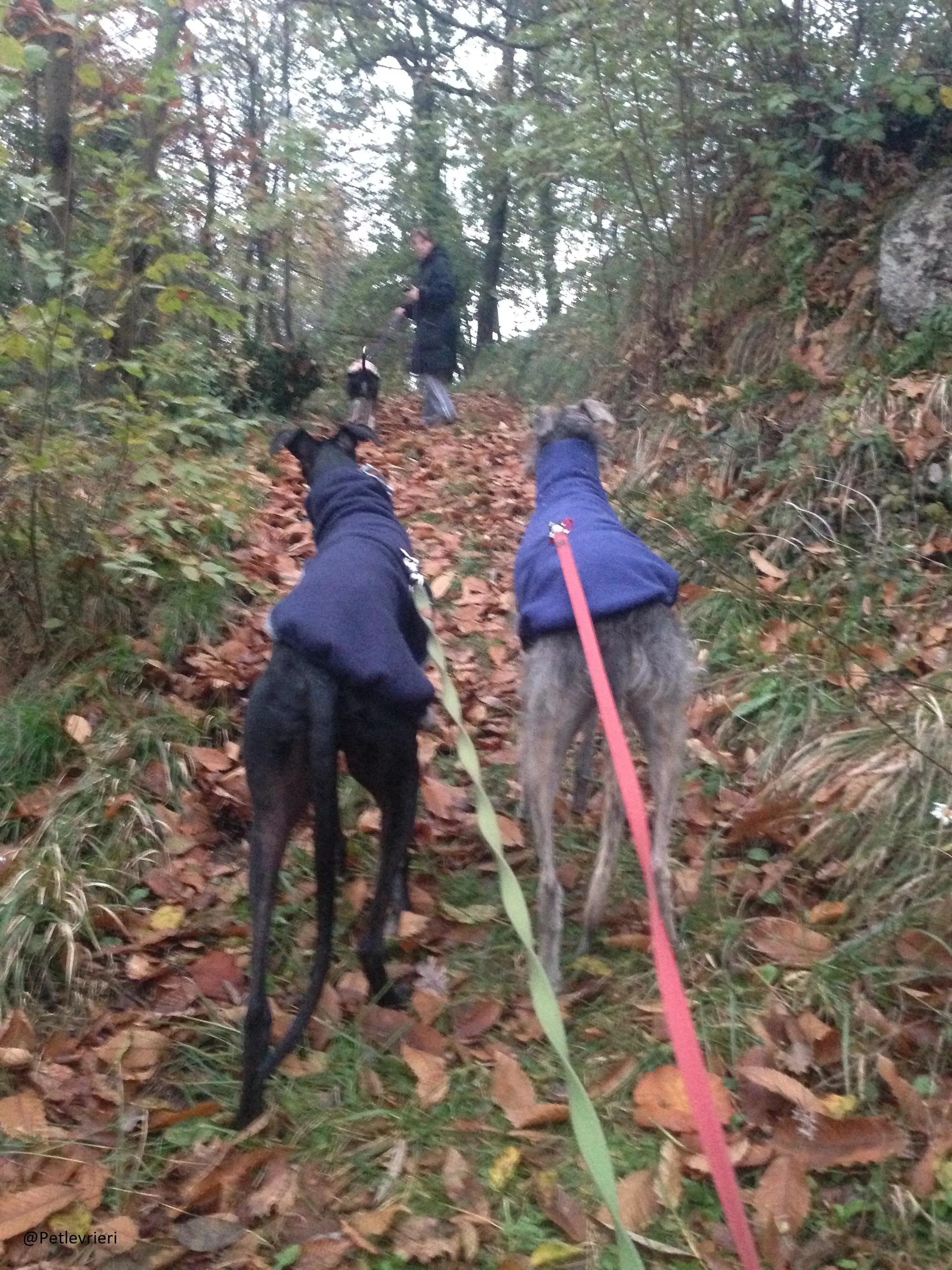 Rond Petlevrieri Adozione Levrieri Foster 16