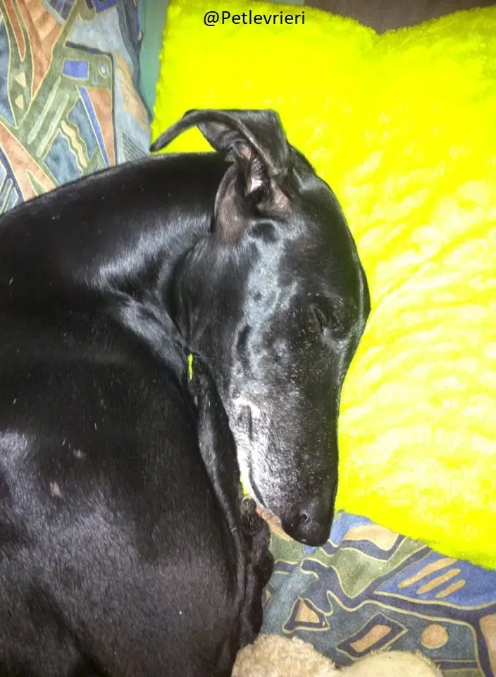 Rond Petlevrieri Adozione Levrieri Foster 17