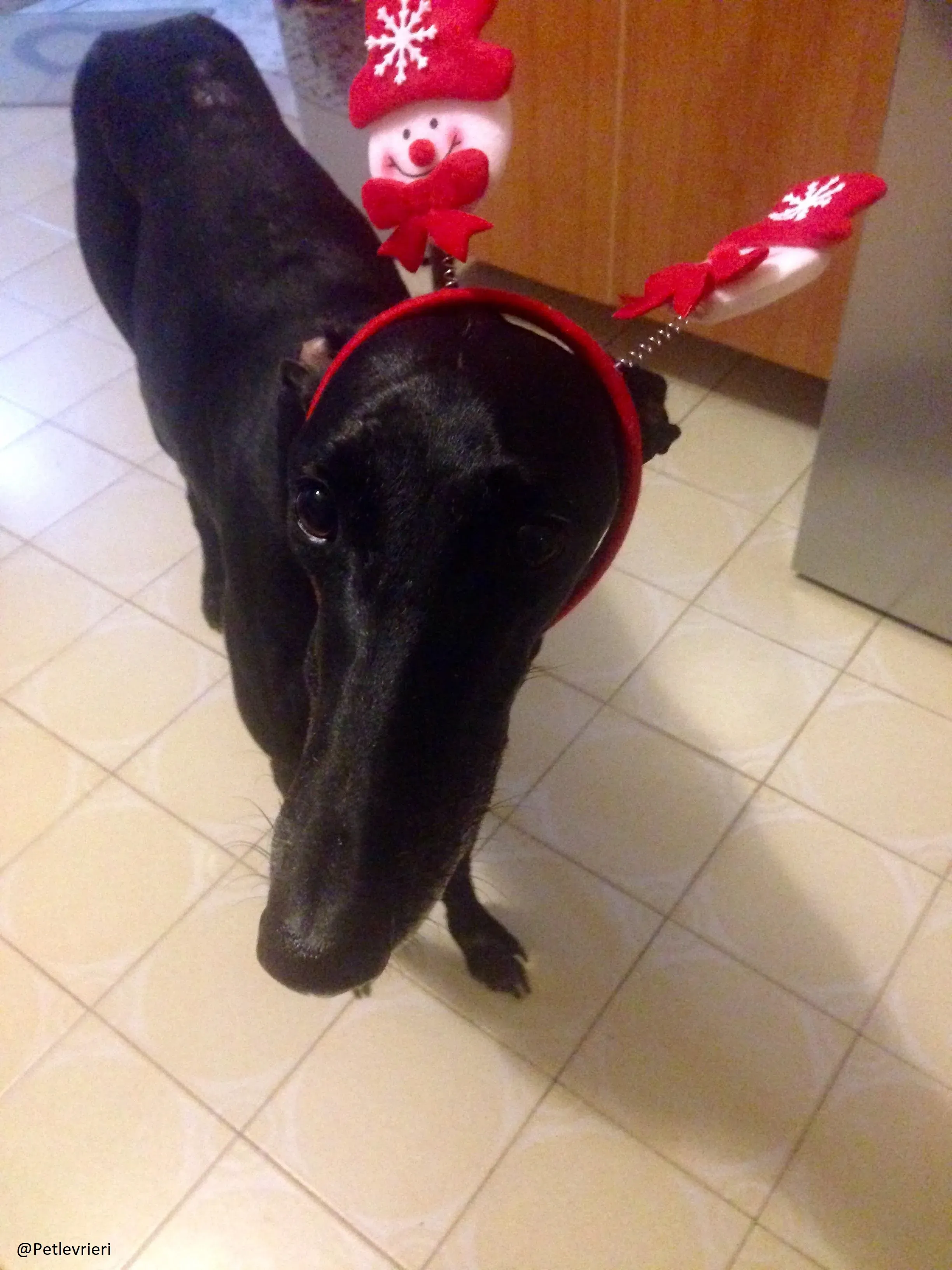 Rond Petlevrieri Adozione Levrieri Foster 18