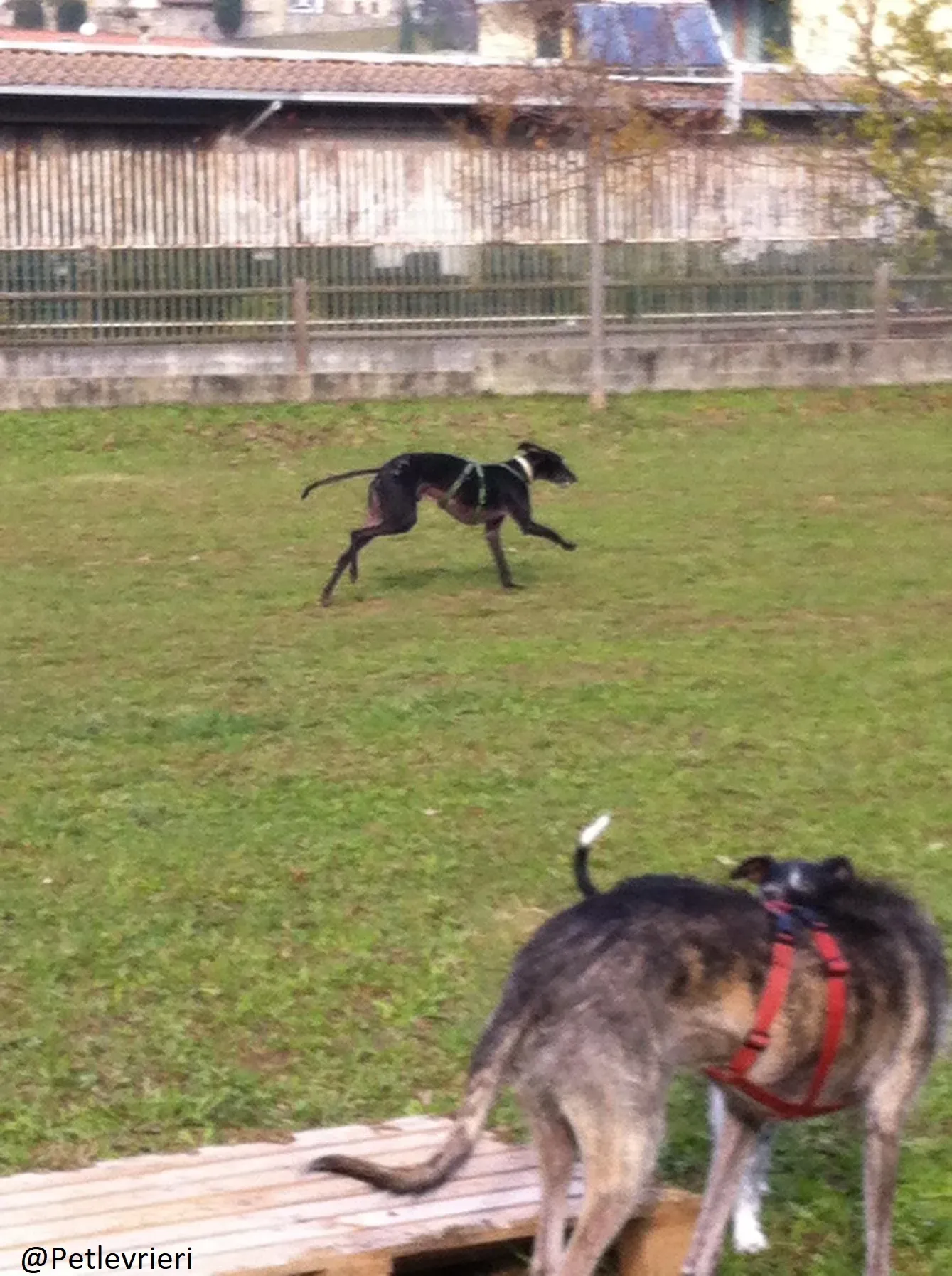 Rond Petlevrieri Adozione Levrieri Foster 19