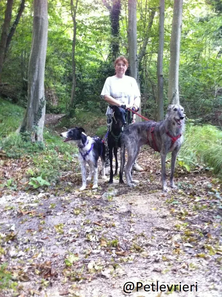 Rond Petlevrieri Adozione Levrieri Foster 2