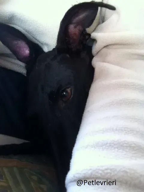 Rond Petlevrieri Adozione Levrieri Foster 20