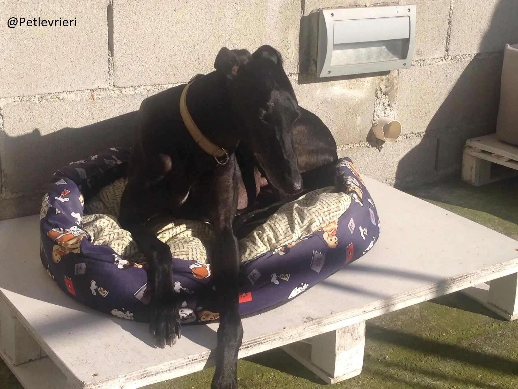 Rond Petlevrieri Adozione Levrieri Foster 21