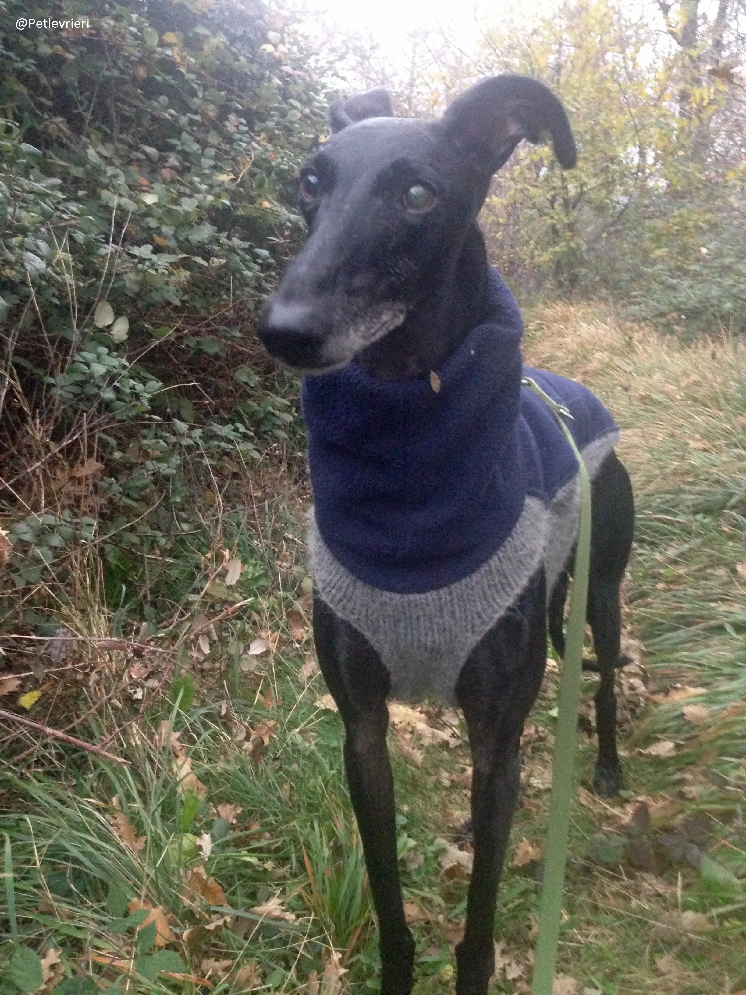 Rond Petlevrieri Adozione Levrieri Foster 22