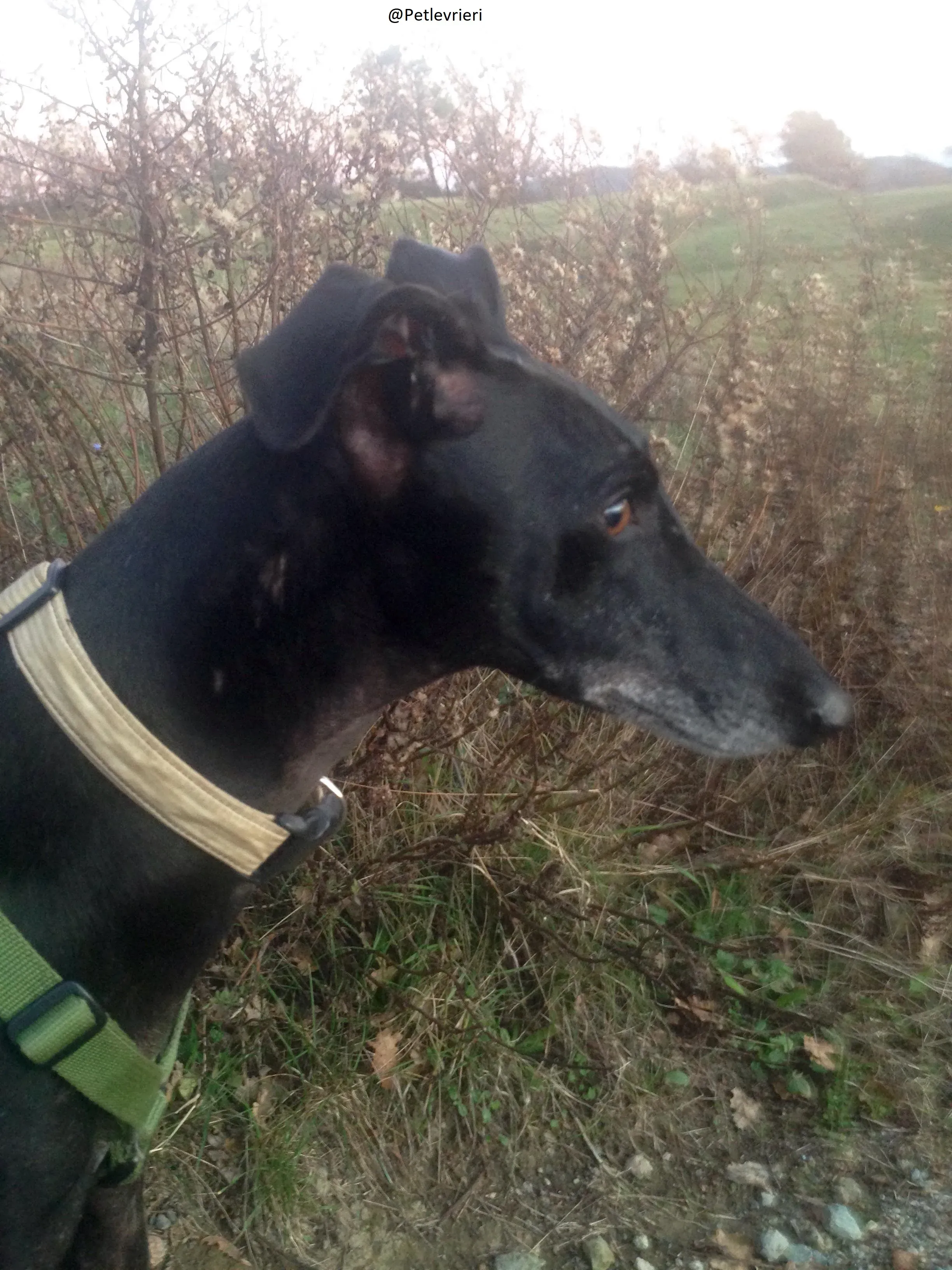 Rond Petlevrieri Adozione Levrieri Foster 23