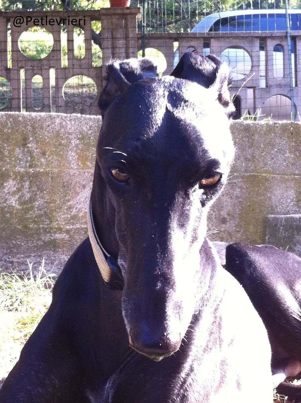 Rond Petlevrieri Adozione Levrieri Foster 24