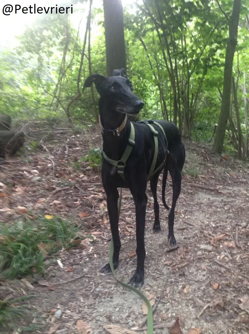 Rond Petlevrieri Adozione Levrieri Foster 3