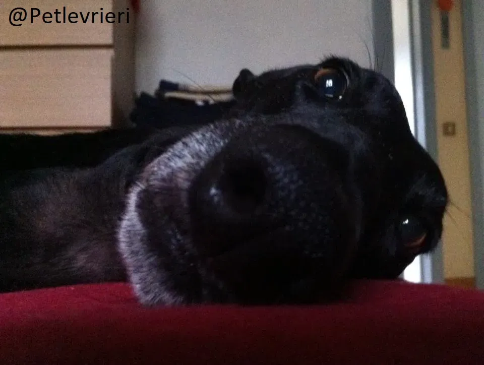 Rond Petlevrieri Adozione Levrieri Foster 5