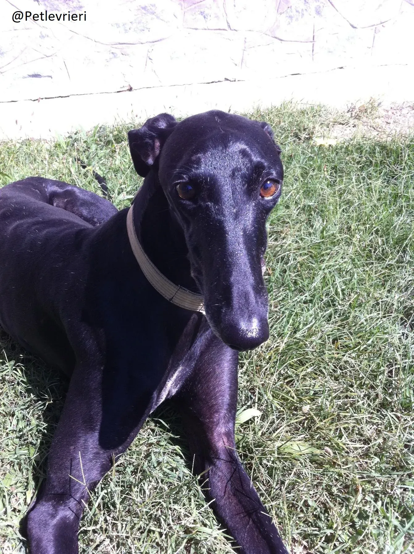 Rond Petlevrieri Adozione Levrieri Foster 6