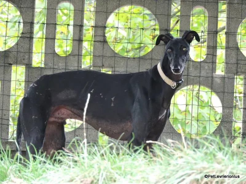 Rond Petlevrieri Adozione Levrieri Foster 7