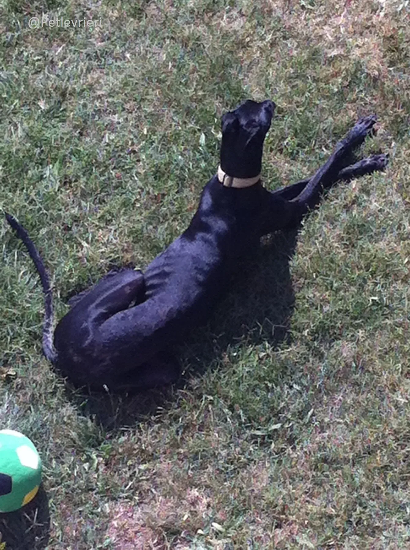 Rond Petlevrieri Adozione Levrieri Foster 8