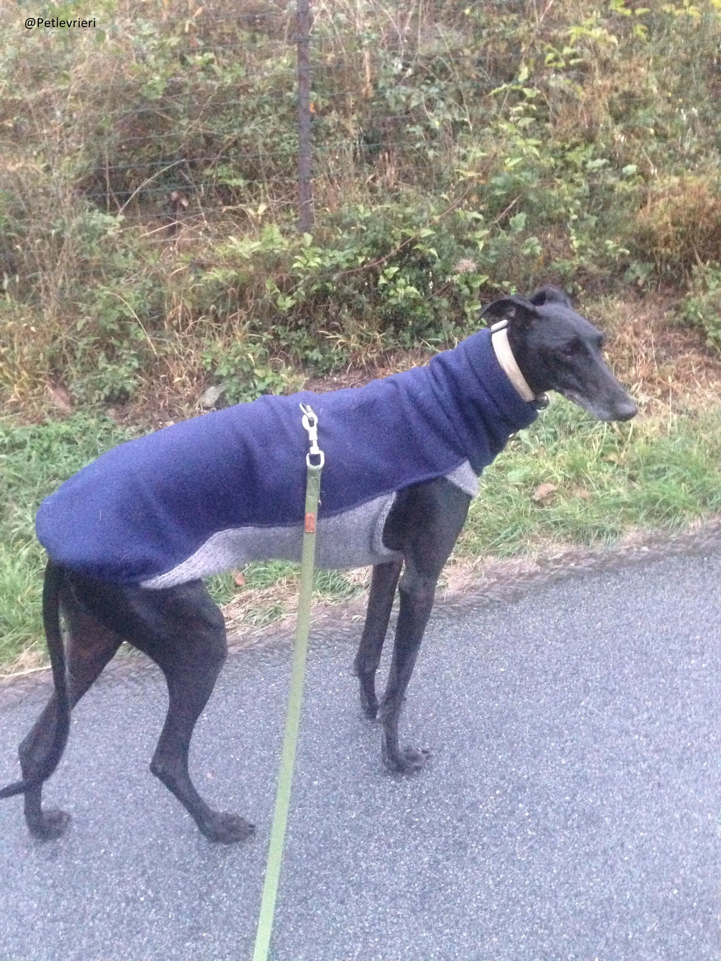 Rond Petlevrieri Adozione Levrieri Foster 9