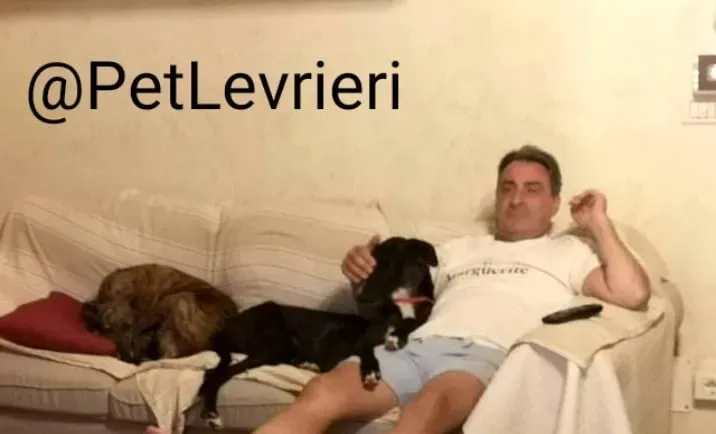 Ronny adozione levrieri galgo 40