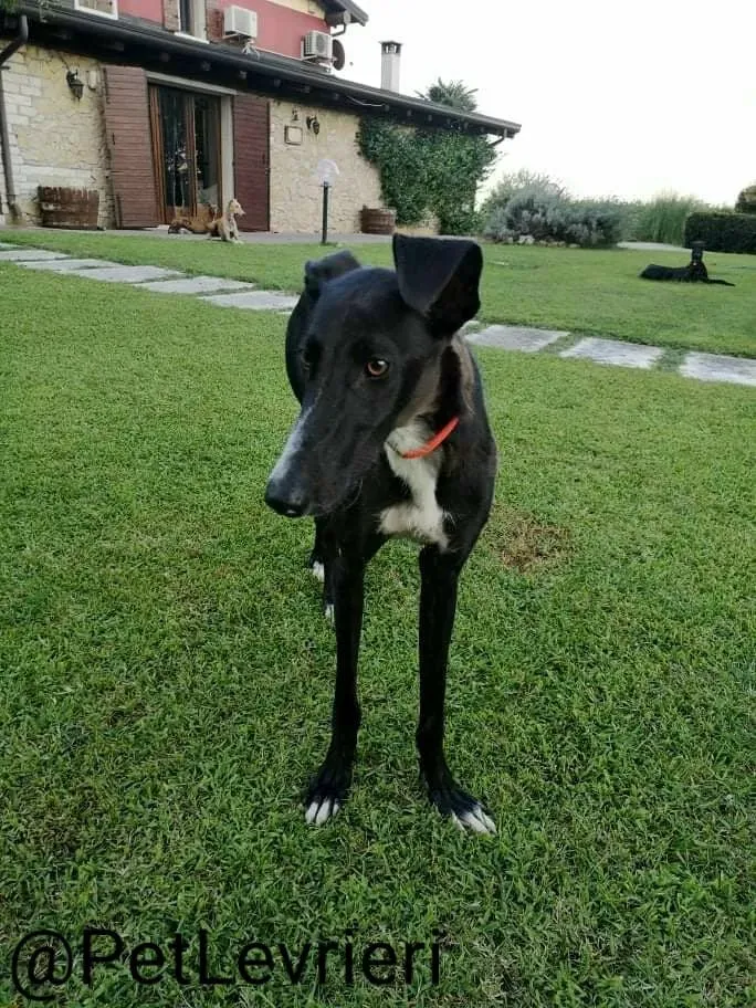 Ronny adozione levrieri galgo 41