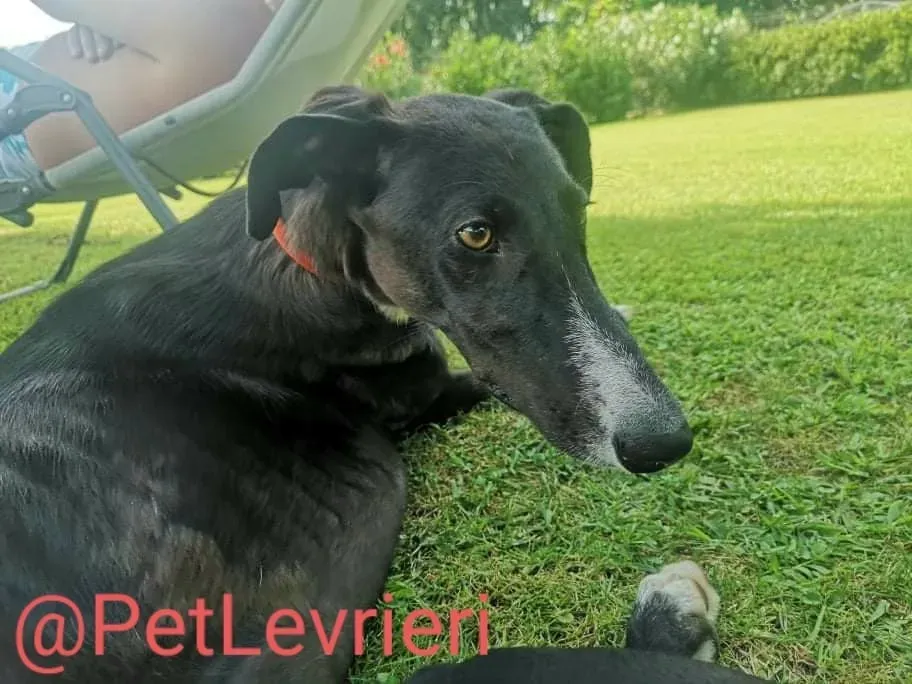 Ronny adozione levrieri galgo 42