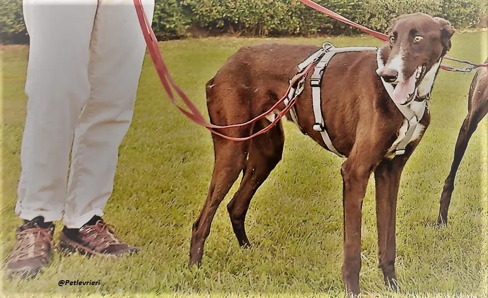 Ronny copertine e evidena adozione galgo levrieri