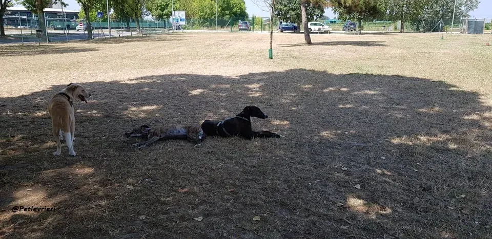 Ronny galgo.fosterhome.adozione.levrieri 1