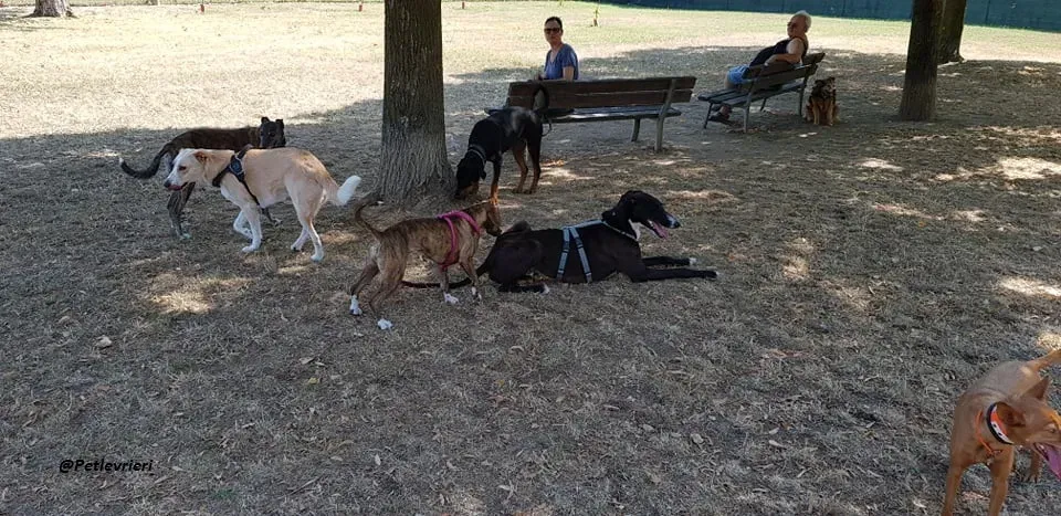 Ronny galgo.fosterhome.adozione.levrieri 10