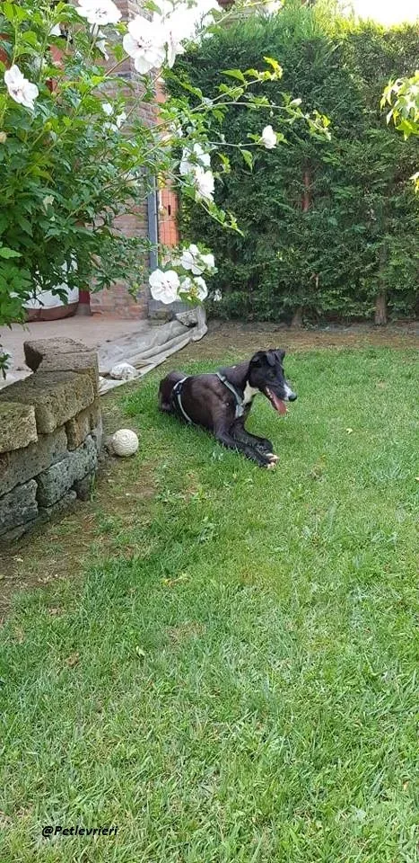 Ronny galgo.fosterhome.adozione.levrieri 11