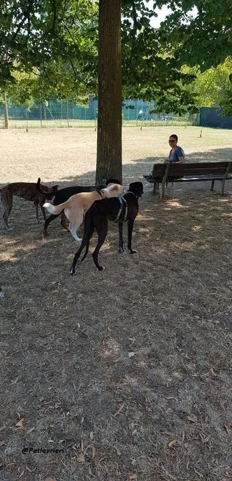 Ronny galgo.fosterhome.adozione.levrieri 12