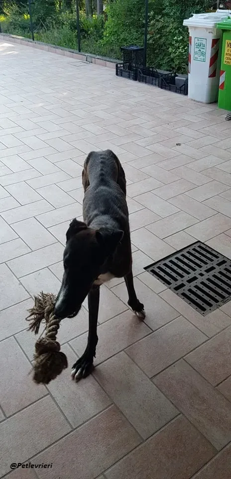 Ronny galgo.fosterhome.adozione.levrieri 14