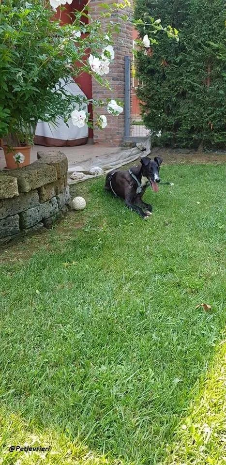 Ronny galgo.fosterhome.adozione.levrieri 15