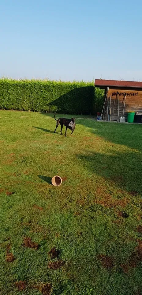 Ronny galgo.fosterhome.adozione.levrieri 16