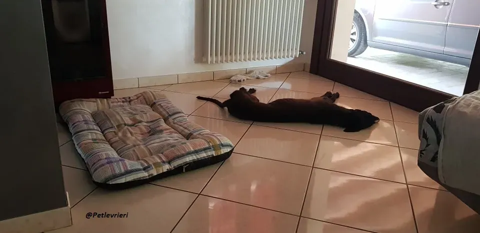 Ronny galgo.fosterhome.adozione.levrieri 17