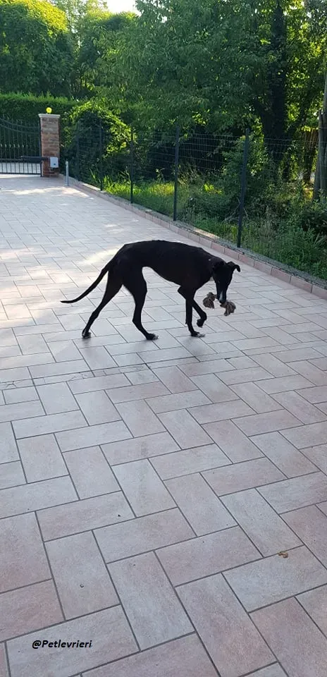 Ronny galgo.fosterhome.adozione.levrieri 2