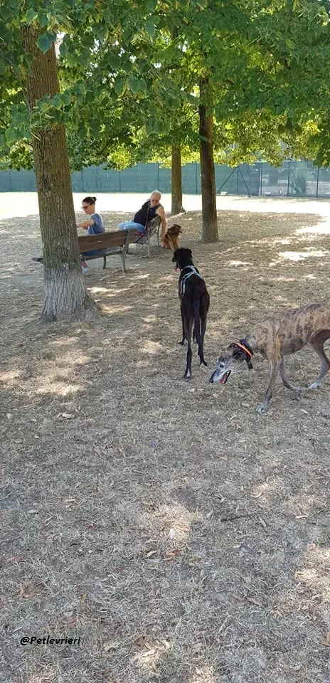 Ronny galgo.fosterhome.adozione.levrieri 3