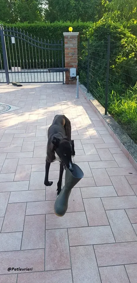 Ronny galgo.fosterhome.adozione.levrieri 4