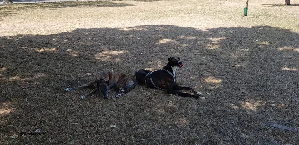 Ronny galgo.fosterhome.adozione.levrieri 5