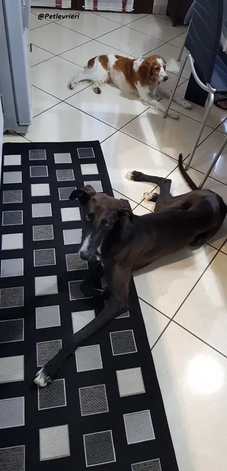 Ronny galgo.fosterhome.adozione.levrieri 6