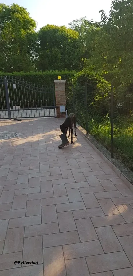 Ronny galgo.fosterhome.adozione.levrieri 7