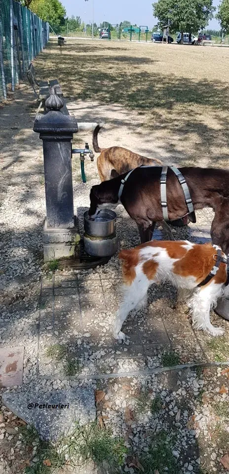 Ronny galgo.fosterhome.adozione.levrieri 8