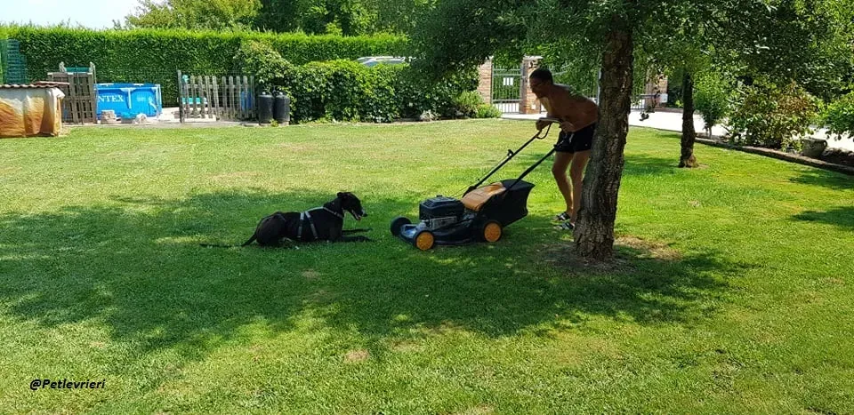 Ronny galgo.fosterhome.adozione.levrieri 9