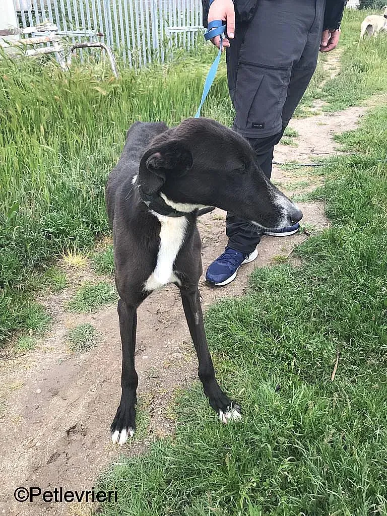 RonnyChip 8144 adozione levrieri galgo 02