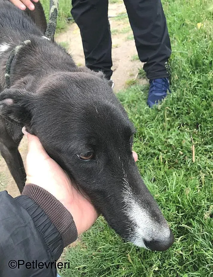 RonnyChip 8144 adozione levrieri galgo 03