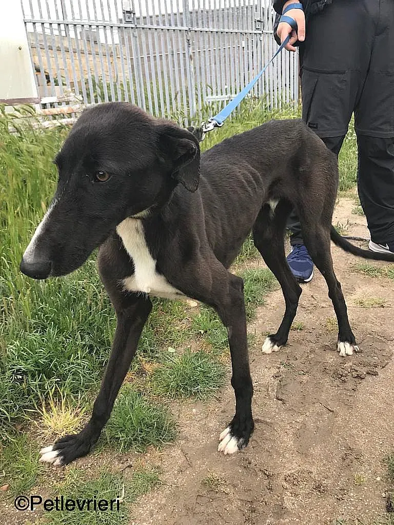 RonnyChip 8144 adozione levrieri galgo 04