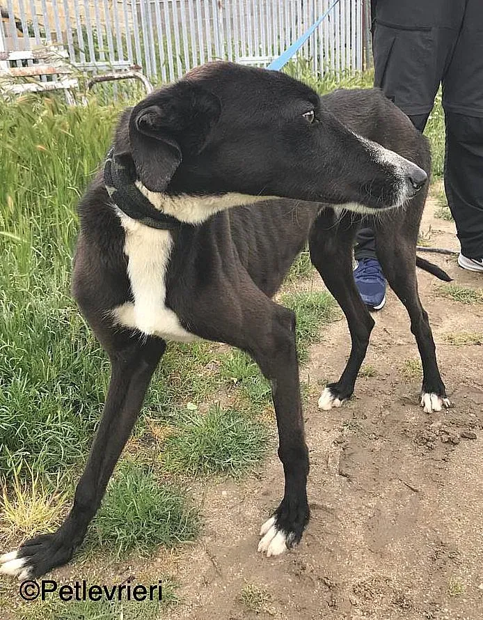 RonnyChip 8144 adozione levrieri galgo 05