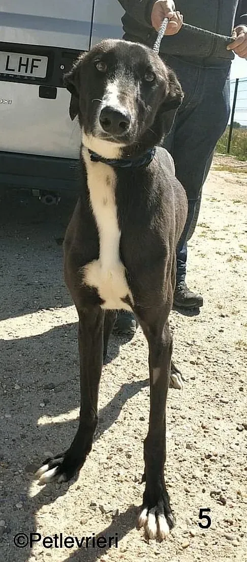 RonnyChip 8144 adozione levrieri galgo 01