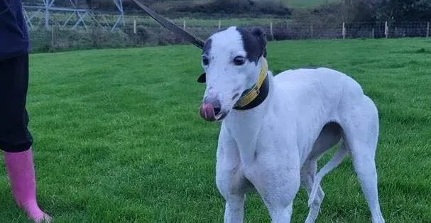 Ronya adozione levrieri greyhound 1 1 e1699719826264