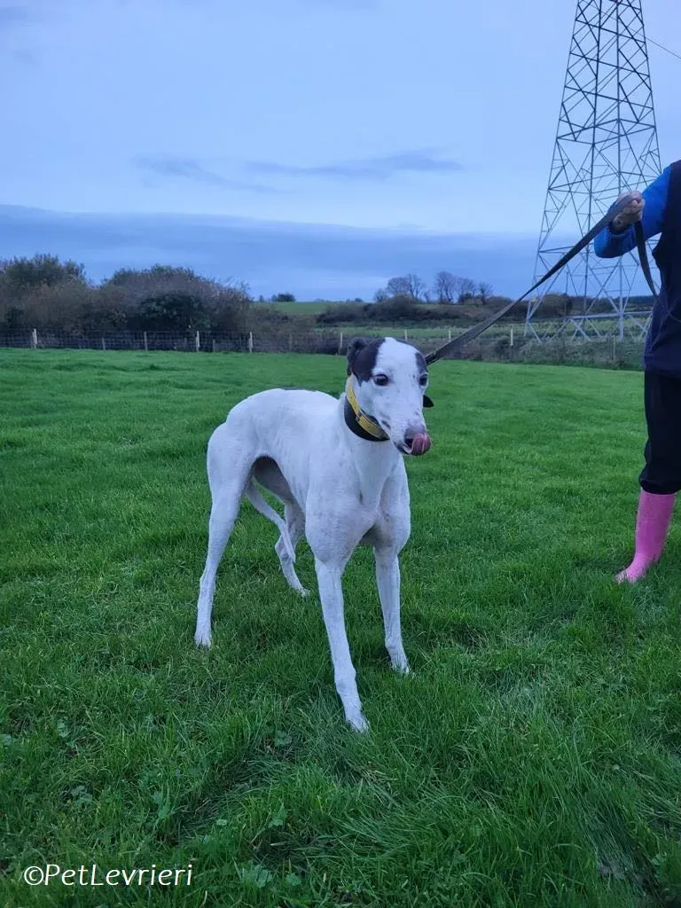 Ronya adozione levrieri greyhound 1
